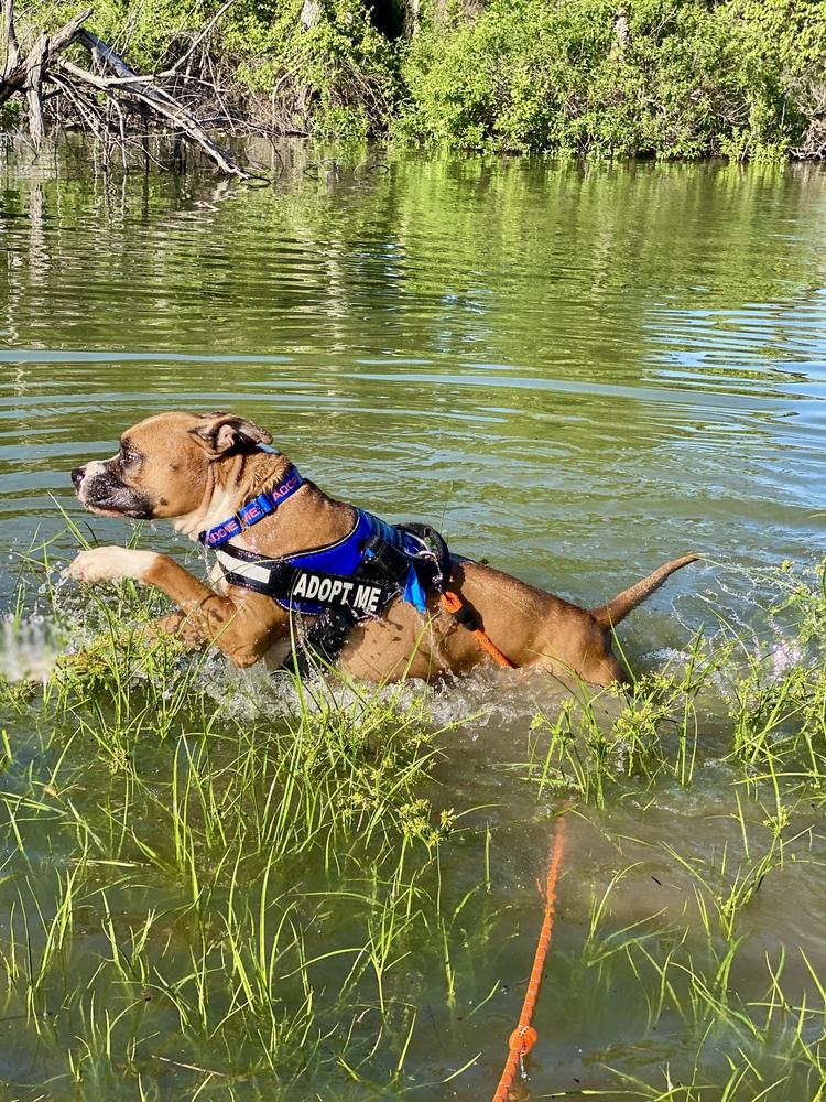 Sanderson - Permanent Foster, a Adoptable mixed breed in Hewitt, TX image 5/6