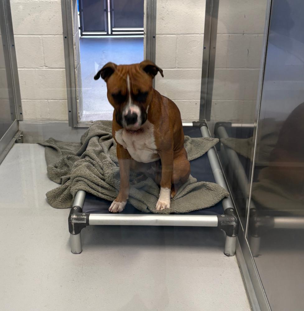 Enlarge Sanderson, a Adoptable Boxer in Hewitt, TX image 6/6