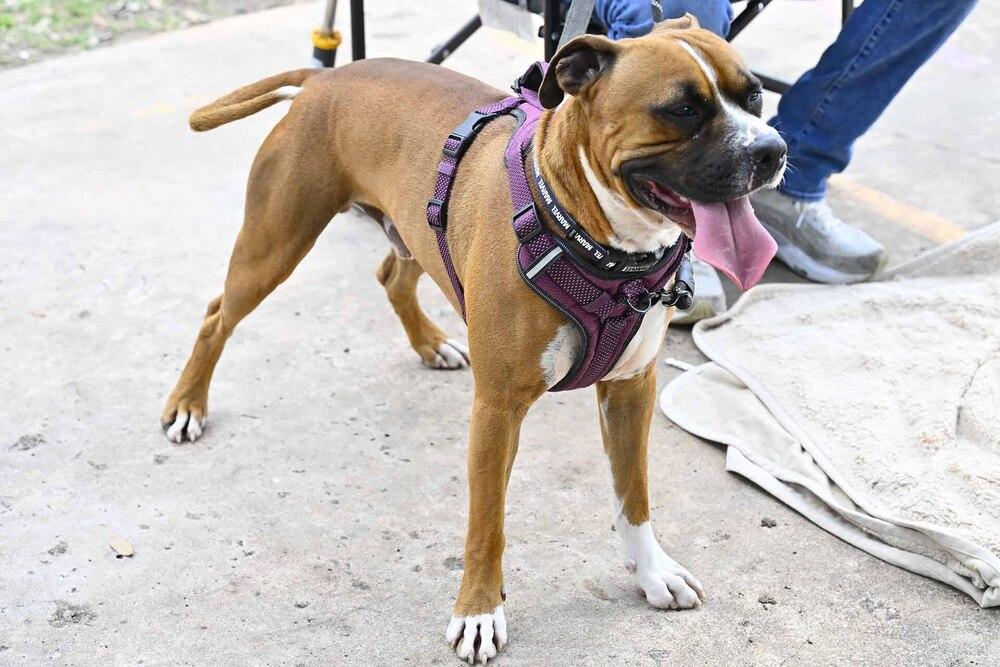 Enlarge Sanderson, a Adoptable mixed breed in Hewitt, TX image 6/6