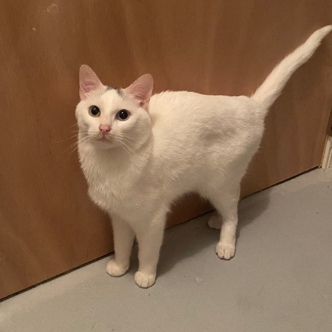 Aspen, a Adoptable Domestic Short Hair in Plainville, CT image 4/6