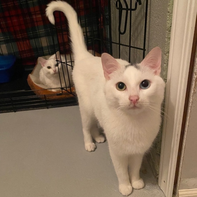Aspen, Adoptable, Young Male Domestic Short Hair.