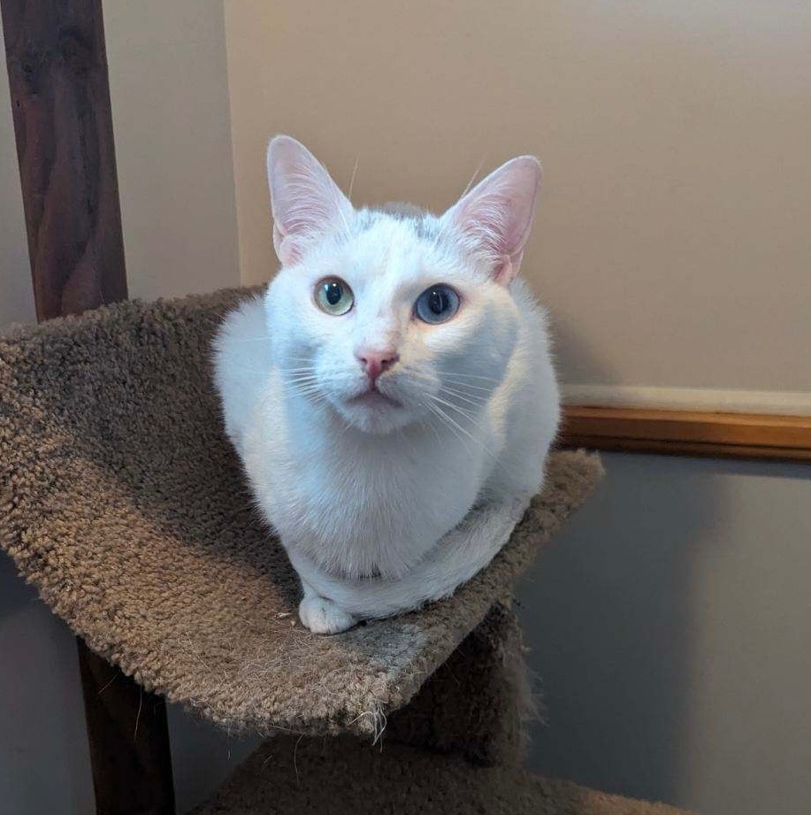 Aspen, a Adoptable Domestic Short Hair in Plainville, CT image 6/6