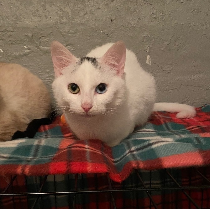 Aspen, a Adoptable Domestic Short Hair in Plainville, CT image 5/6