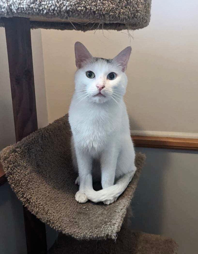 Aspen, a Adoptable Domestic Short Hair in Plainville, CT image 2/6