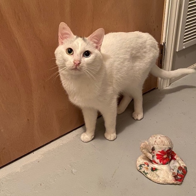 Aspen, a Adoptable Domestic Short Hair in Plainville, CT image 3/6