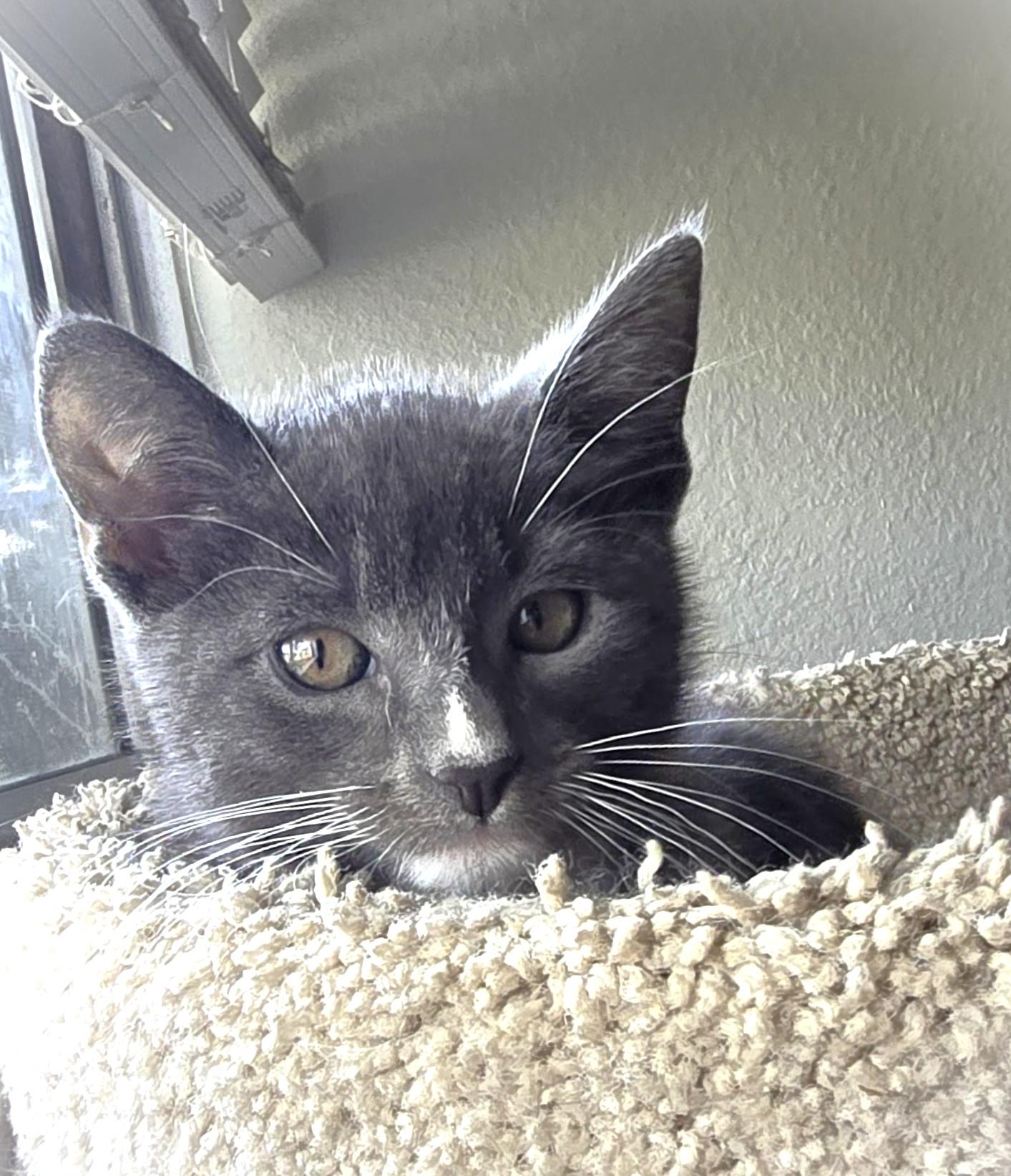 Vlad, a Adoptable Domestic Short Hair in San Diego, CA image 2/6