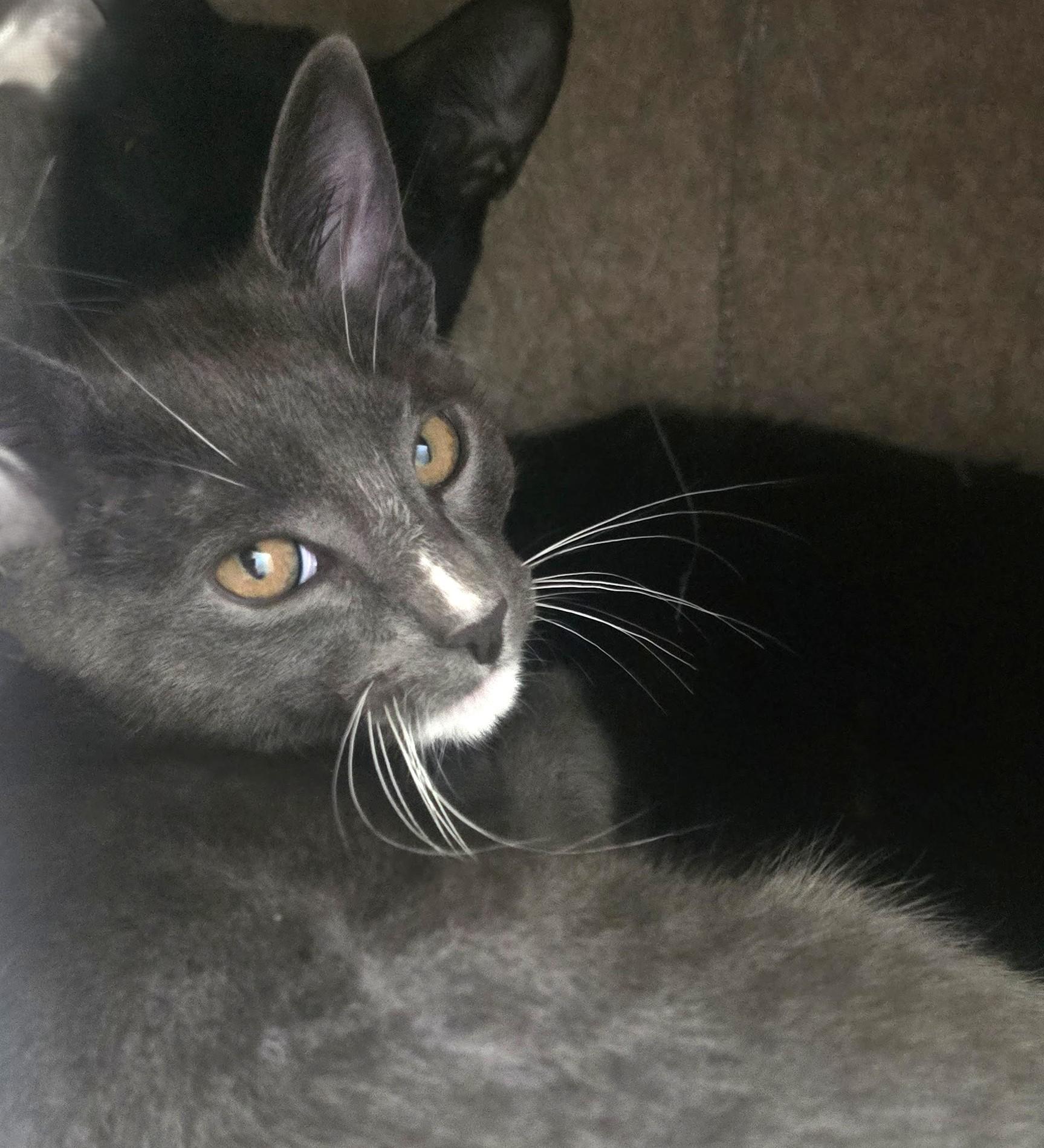 Vlad, a Adoptable Domestic Short Hair in San Diego, CA image 1/6