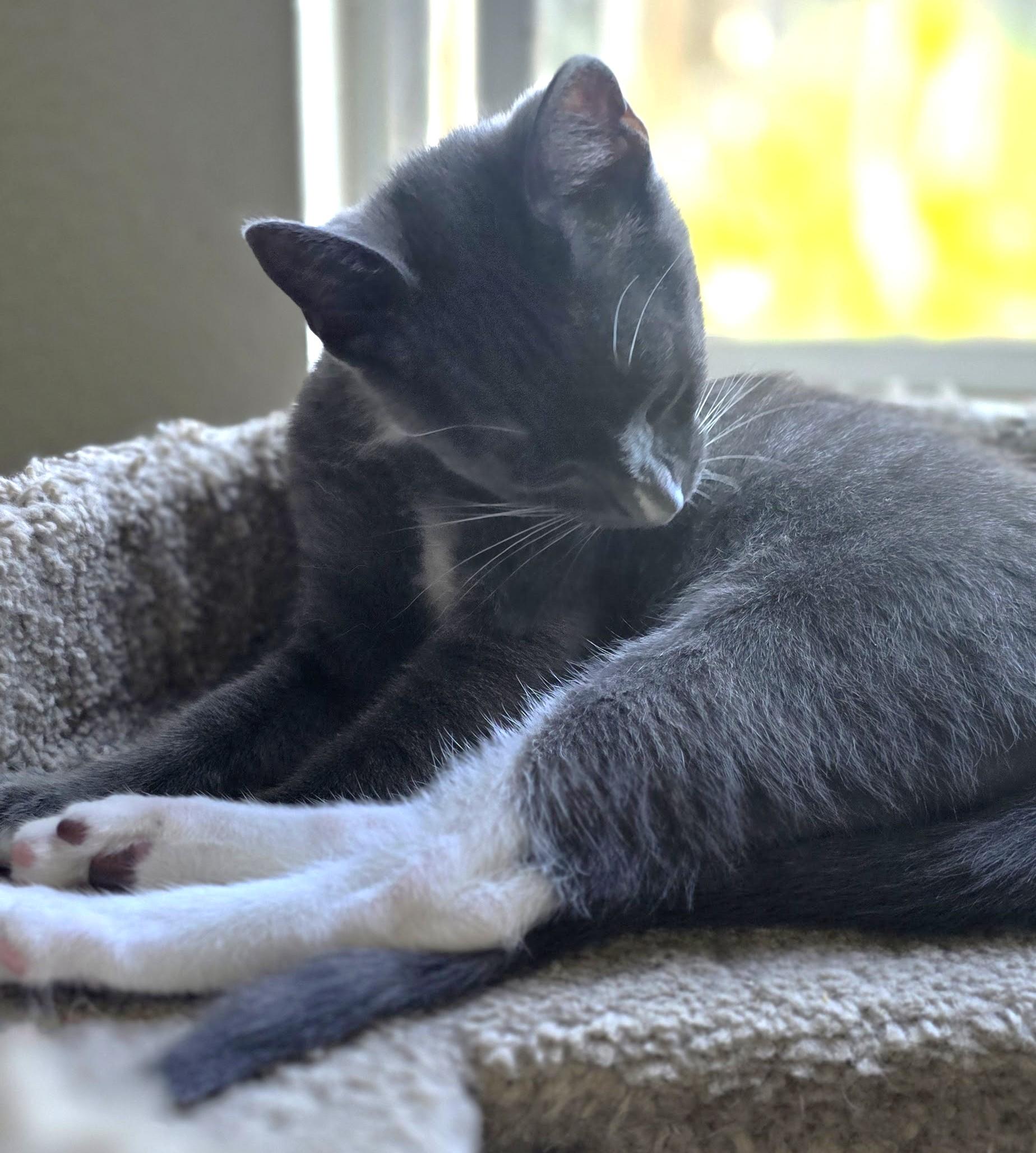 Vlad, a Adoptable Domestic Short Hair in San Diego, CA image 6/6