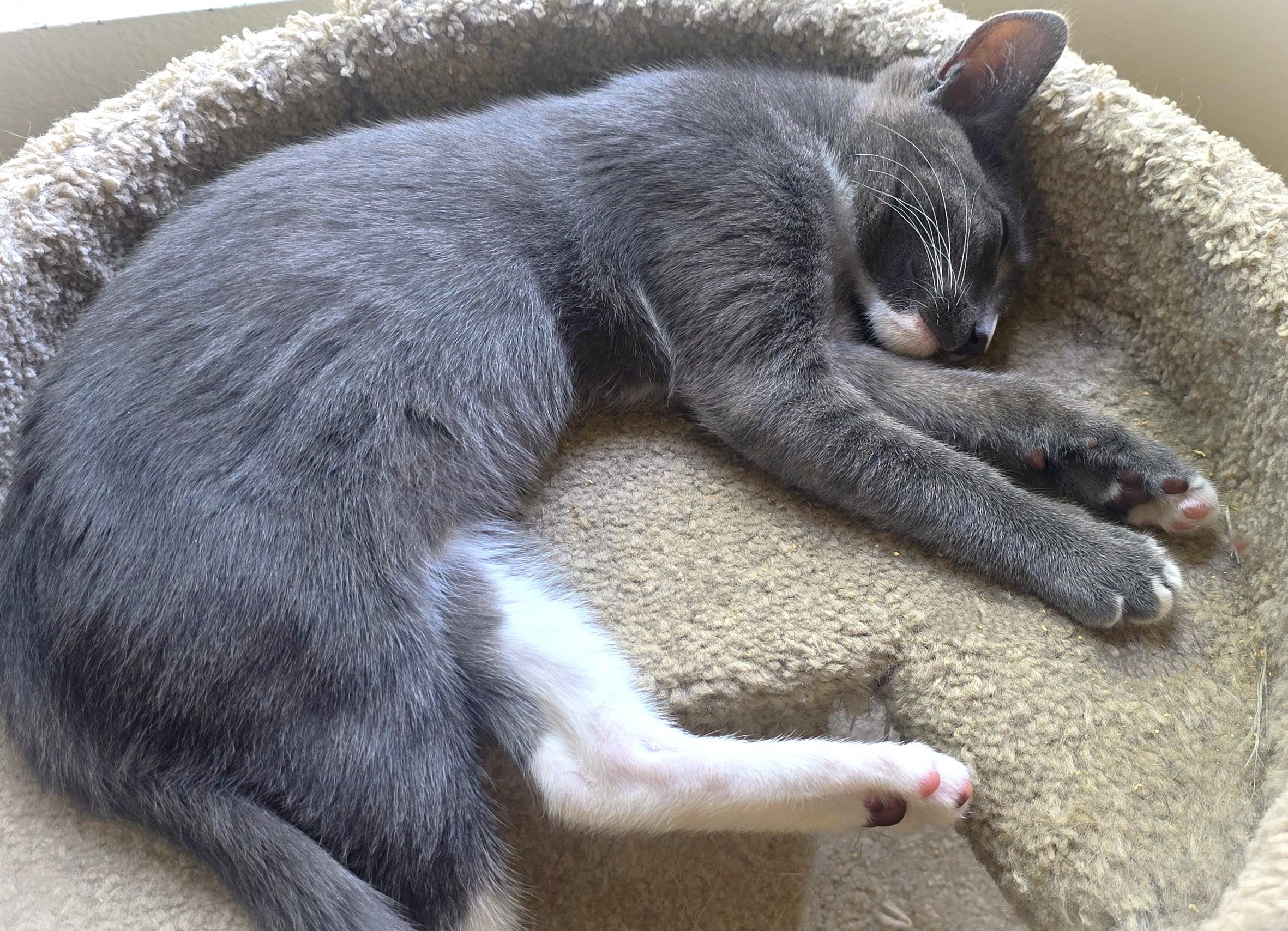 Vlad, a Adoptable Domestic Short Hair in San Diego, CA image 5/6