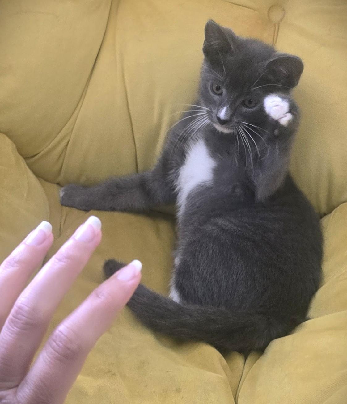 Vlad, a Adoptable Domestic Short Hair in San Diego, CA image 3/6