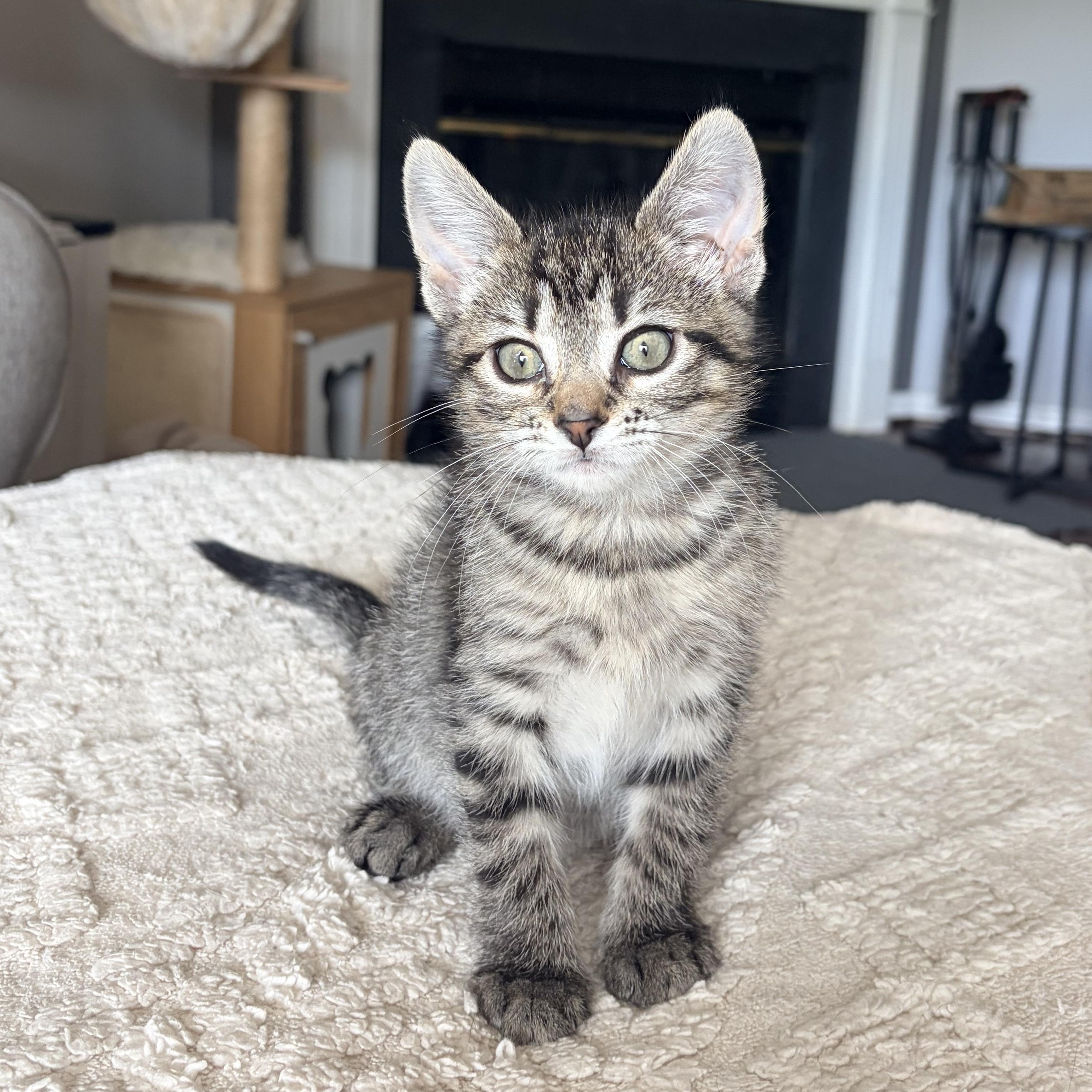 Clara, a Adoptable Domestic Short Hair in Alexandria, VA image 1/6