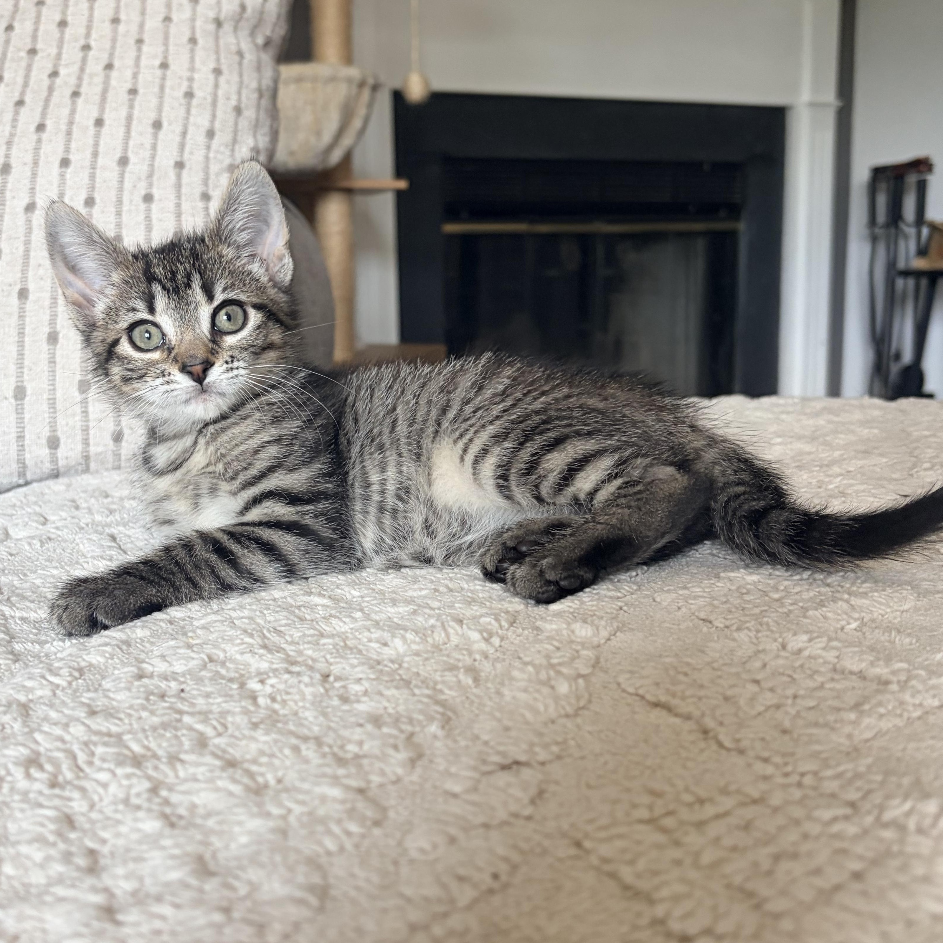 Clara, a Adoptable Domestic Short Hair in Alexandria, VA image 2/6