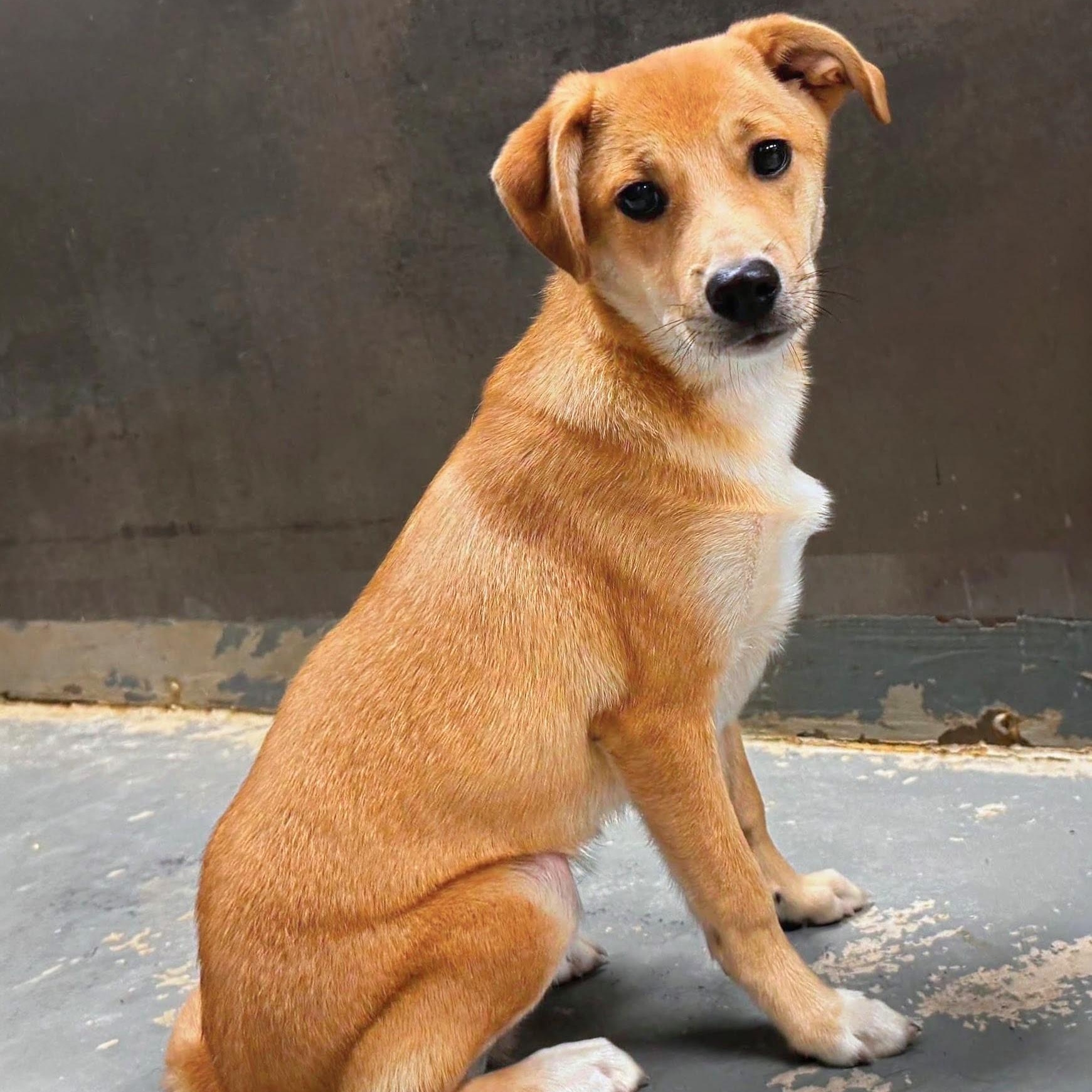 Enlarge Oakley, a Adoptable mixed breed in Alexandria, VA image 6/6