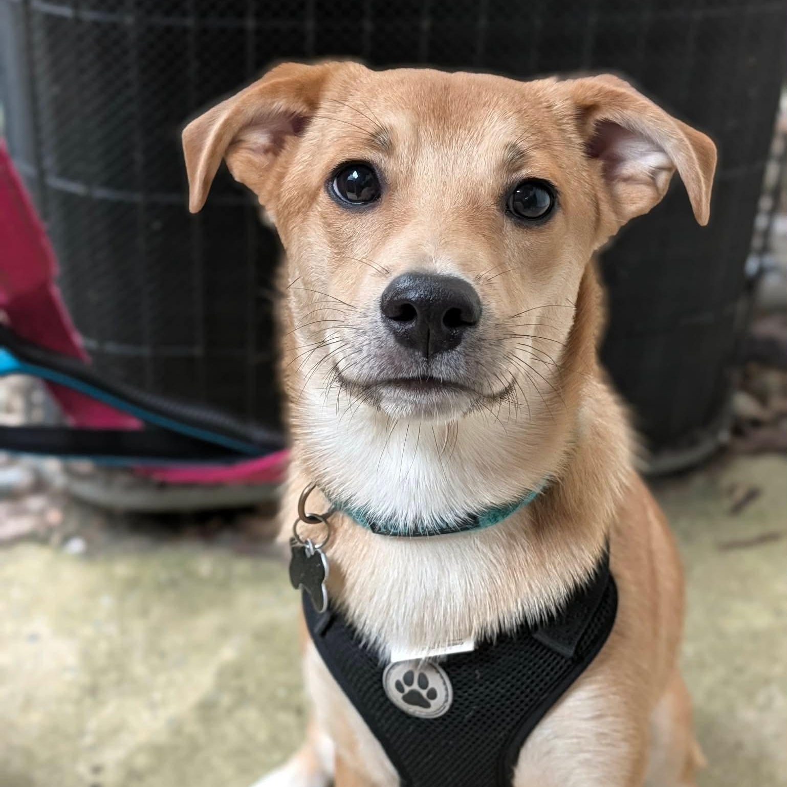 Enlarge Oakley, a Adoptable mixed breed in Alexandria, VA image 2/6