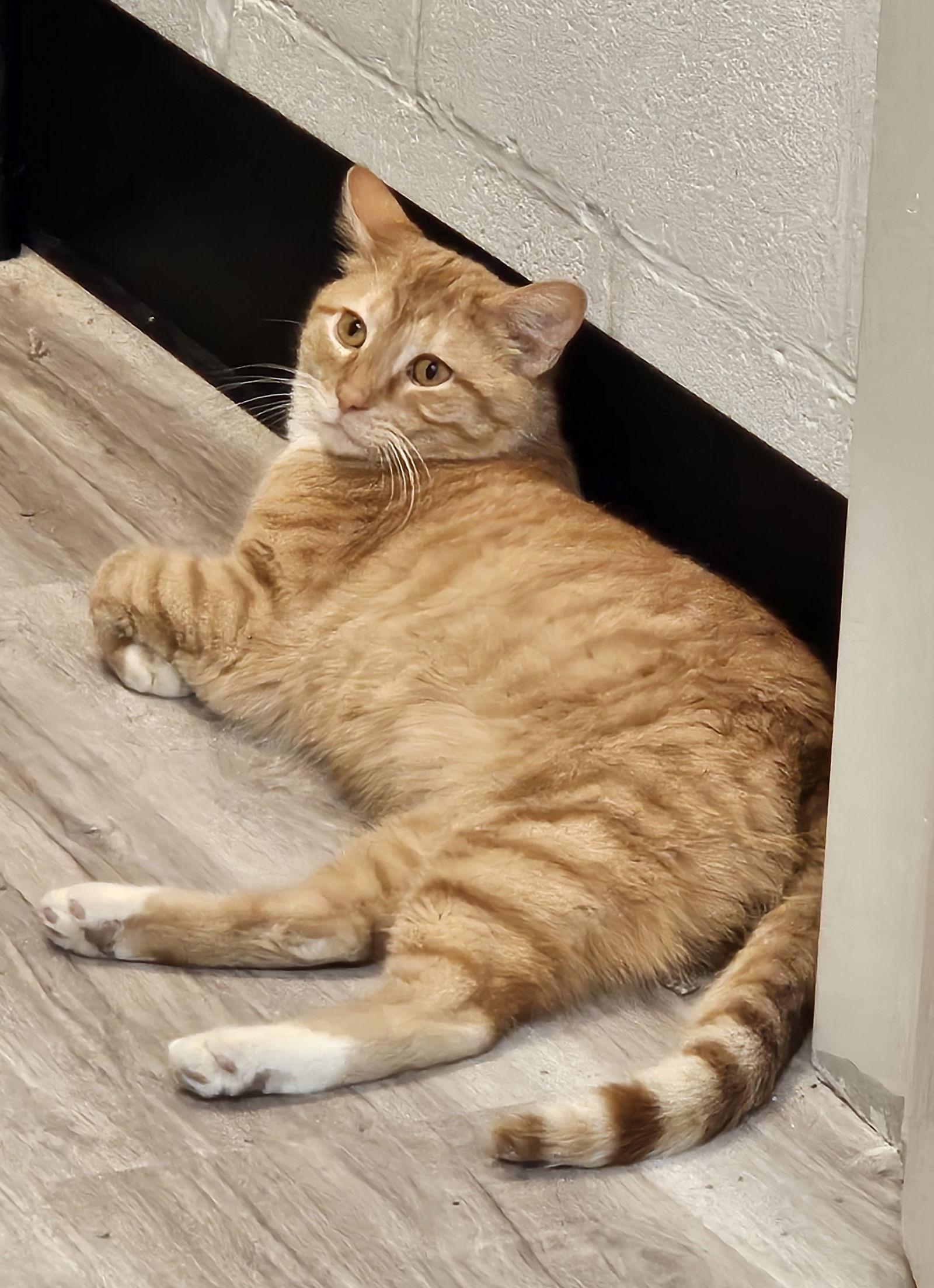 Rudy, Adoptable, Adult Male Tabby & Domestic Short Hair.