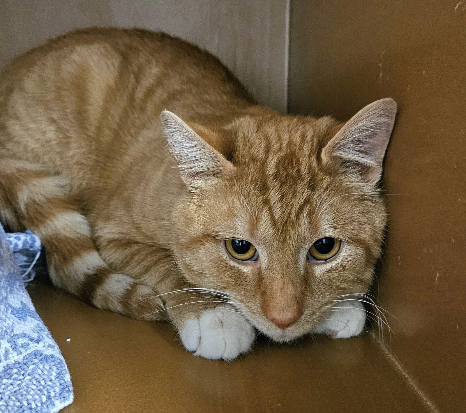 Rudy, Adoptable, Adult Male Tabby & Domestic Short Hair.