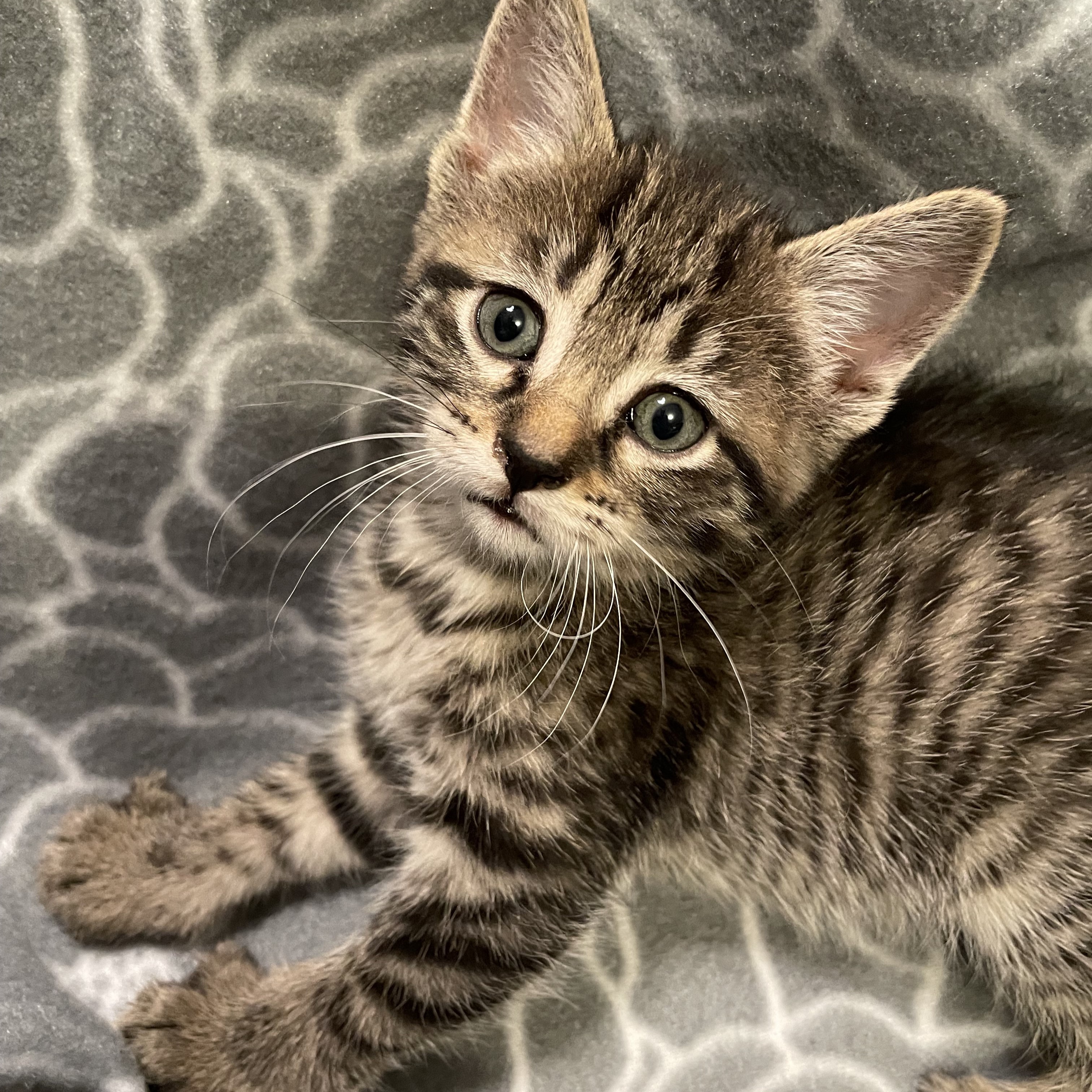 Enlarge Honey, a Adopted Domestic Short Hair in Bryan, TX image 5/5