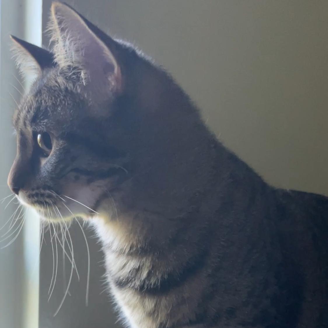 Enlarge Honey, a Adopted Domestic Short Hair in Bryan, TX image 2/5