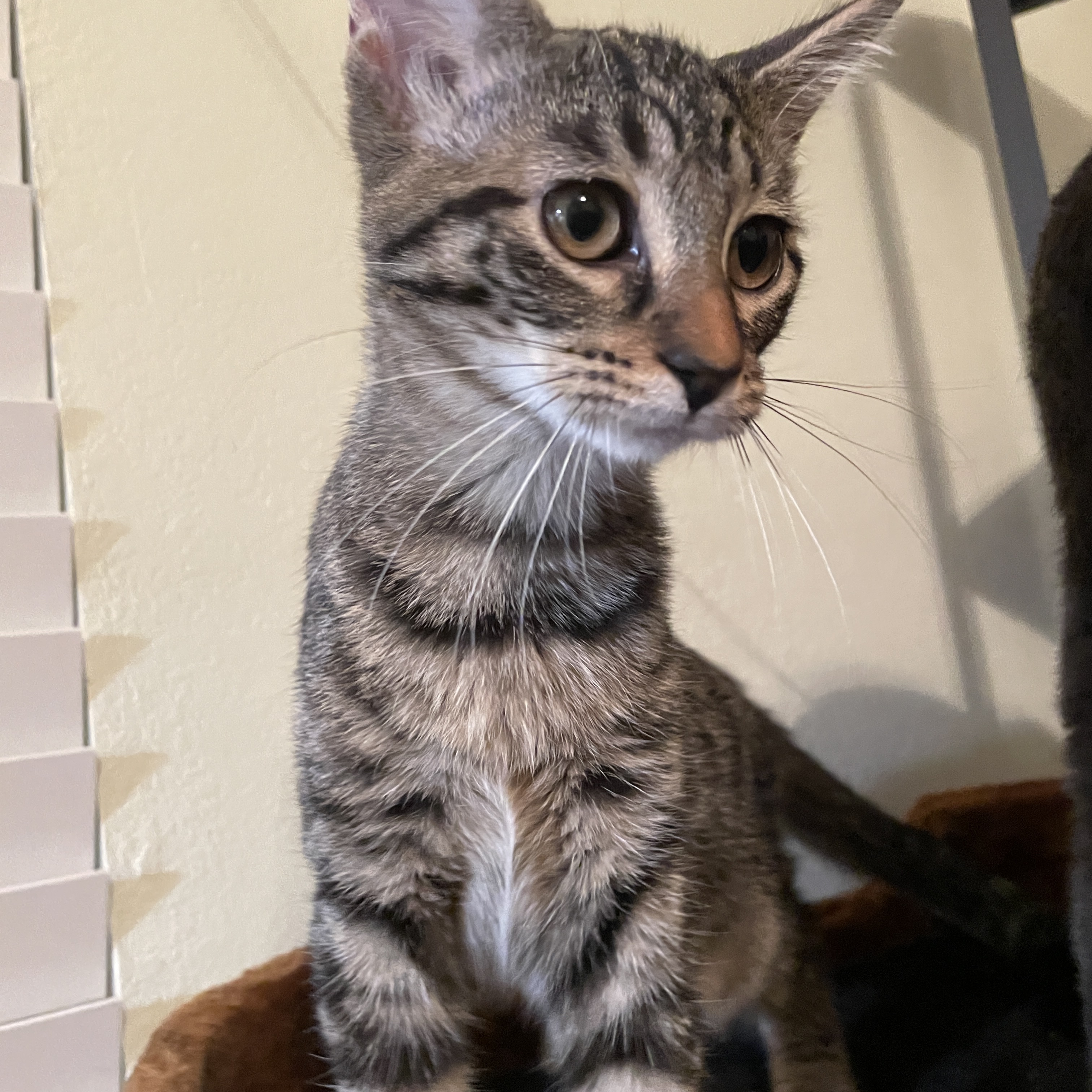 Enlarge Honey, a Adopted Domestic Short Hair in Bryan, TX image 4/5