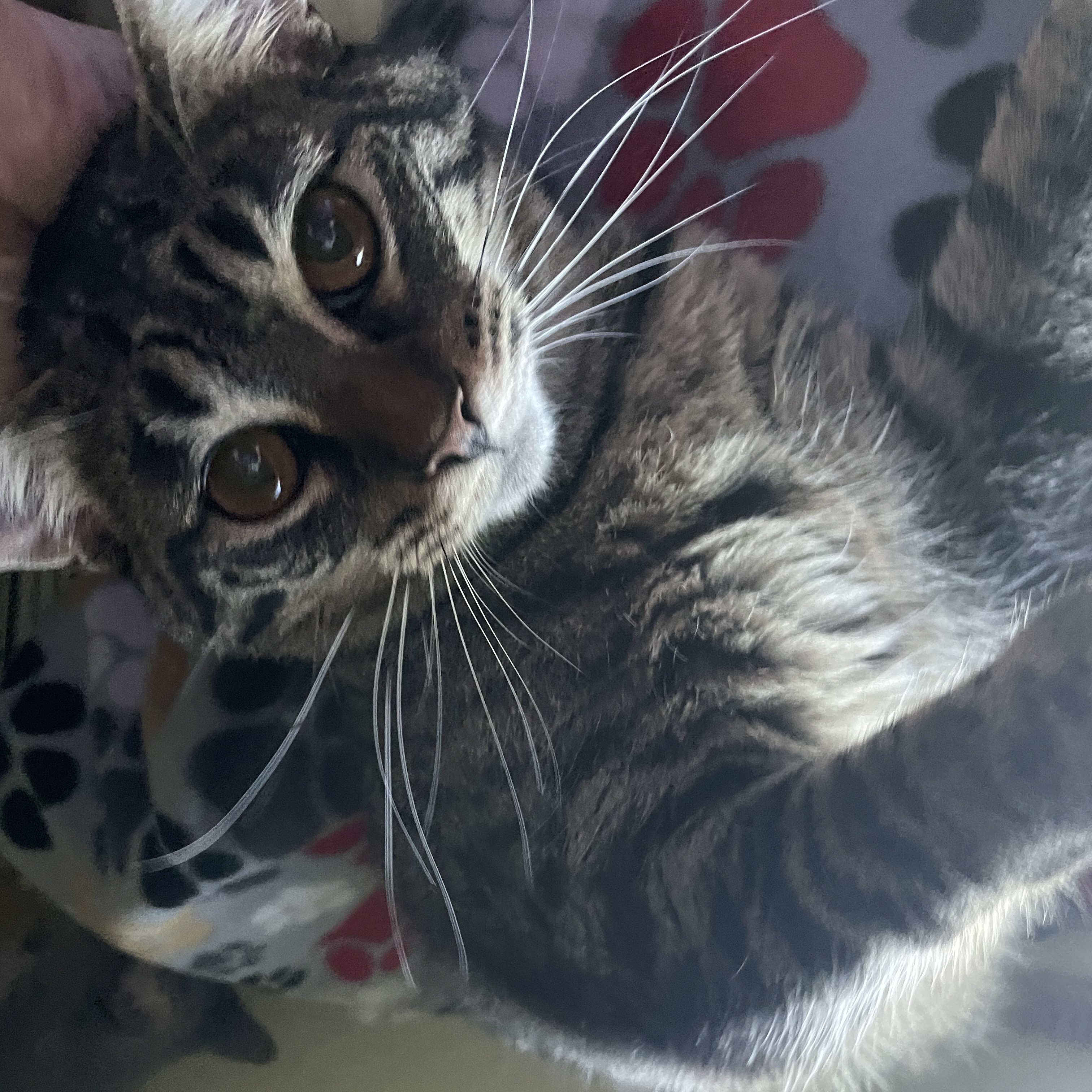 Enlarge Honey, a Adopted Domestic Short Hair in Bryan, TX image 3/5