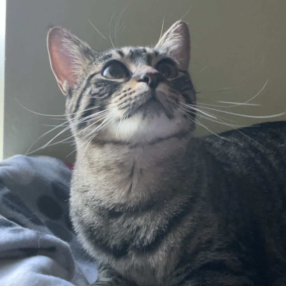 Enlarge Honey, a Adopted Domestic Short Hair in Bryan, TX image 1/5