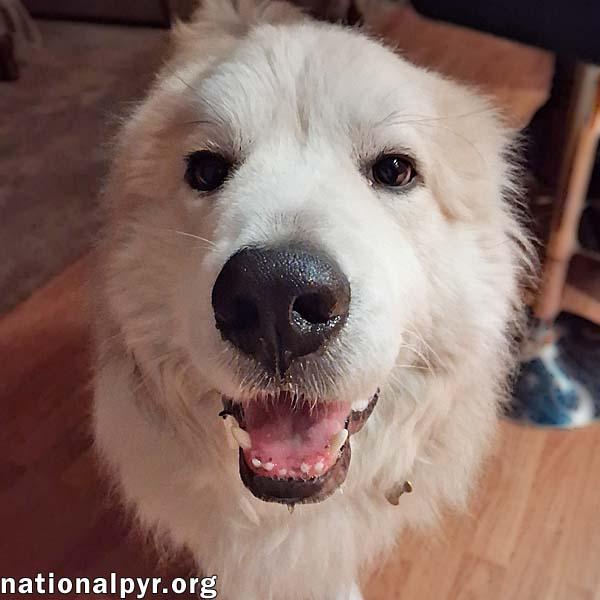 Lance in IL - Longs to Be Your Sidekick!, an adoptable Great Pyrenees in Decatur, IL, 62526 | Photo Image 1