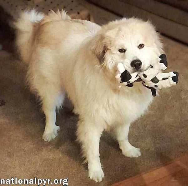 Lance in IL - Longs to Be Your Sidekick!, a Adoptable Great Pyrenees in Decatur, IL image 4/4