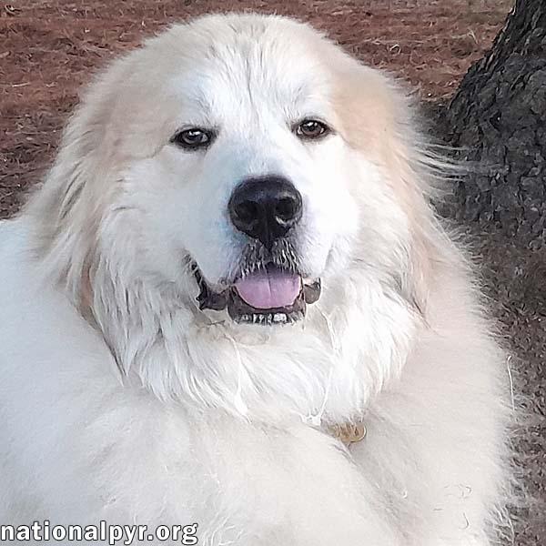 Lance in IL - Longs to Be Your Sidekick!, Adoptable, Adult Male Great Pyrenees.