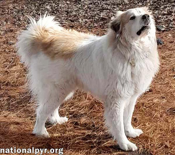 Lance in IL - Longs to Be Your Sidekick!, an adoptable Great Pyrenees in Decatur, IL, 62526 | Photo Image 2
