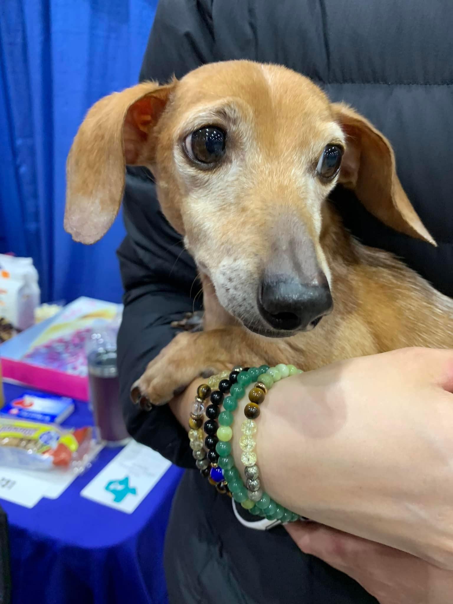 Enlarge Dragon, a Adoptable Dachshund in Pearland, TX image 1/6