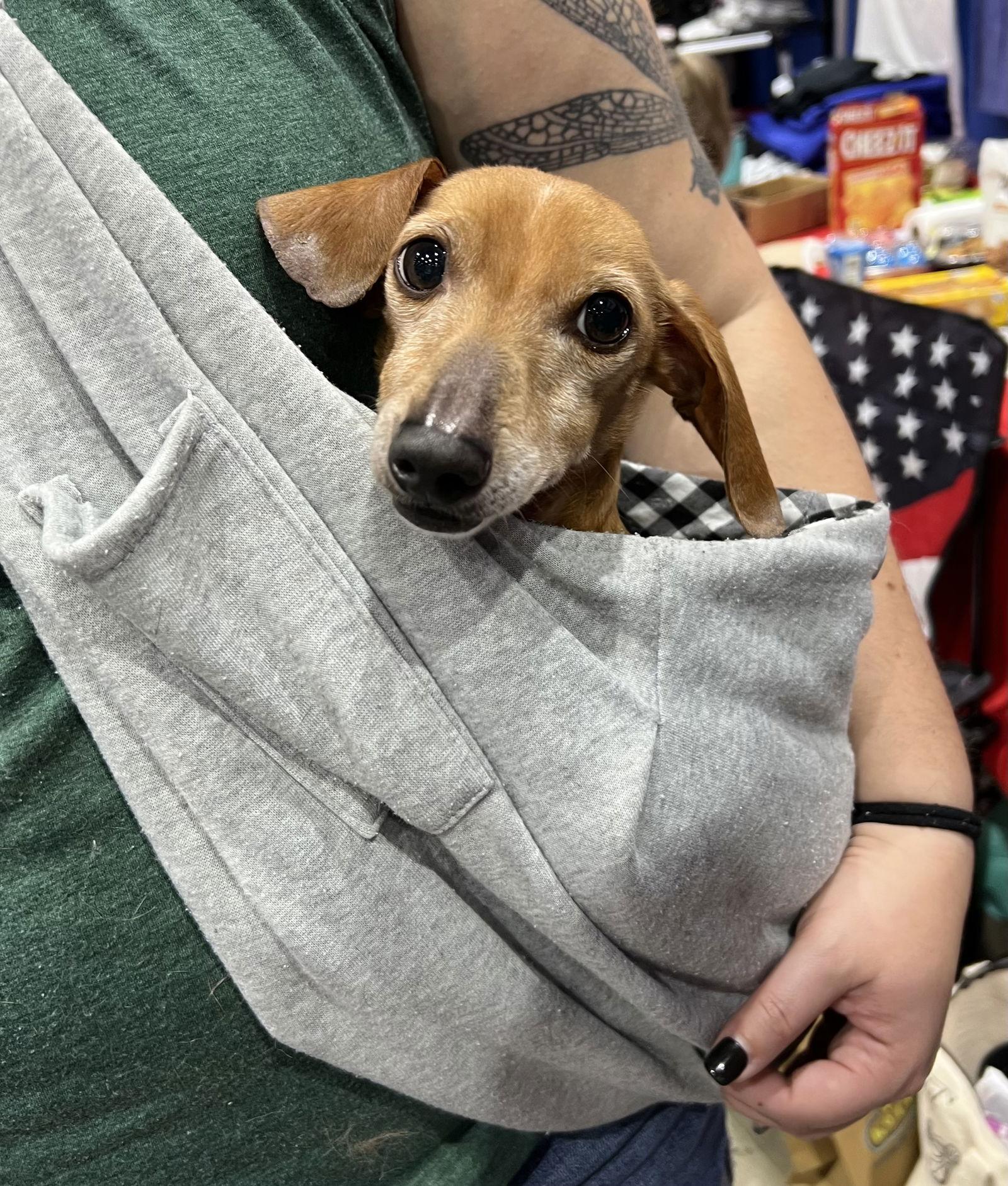 Enlarge Dragon, a Adoptable Dachshund in Pearland, TX image 2/6