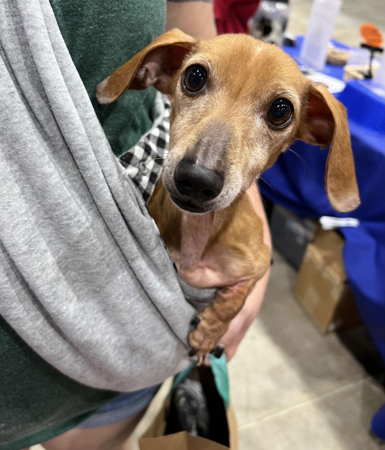 Enlarge Dragon, a Adoptable Dachshund in Pearland, TX image 3/6