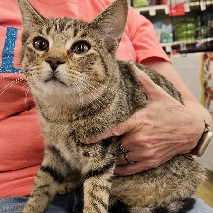 Jose Cuervo, a Adoptable Domestic Short Hair in Flint, MI image 2/2