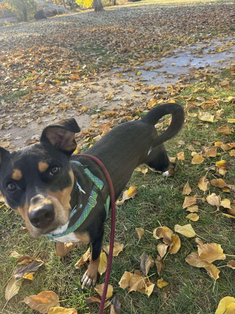 Toad, a Adoptable Terrier in Saint George, UT image 1/3