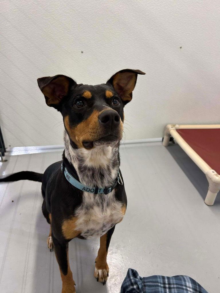 Toad, a Adoptable Terrier in Saint George, UT image 2/3