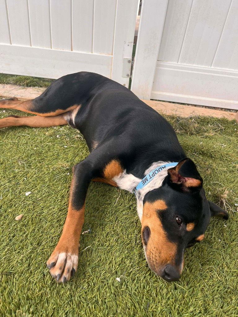 Toad, a Adoptable Terrier in Saint George, UT image 3/3