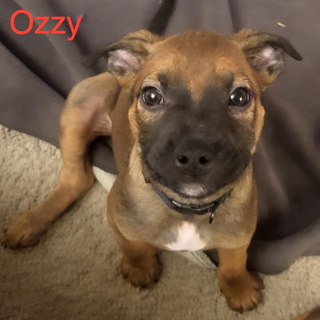 Ozzy, Adoptable, Puppy Male Boxer & Mixed Breed.