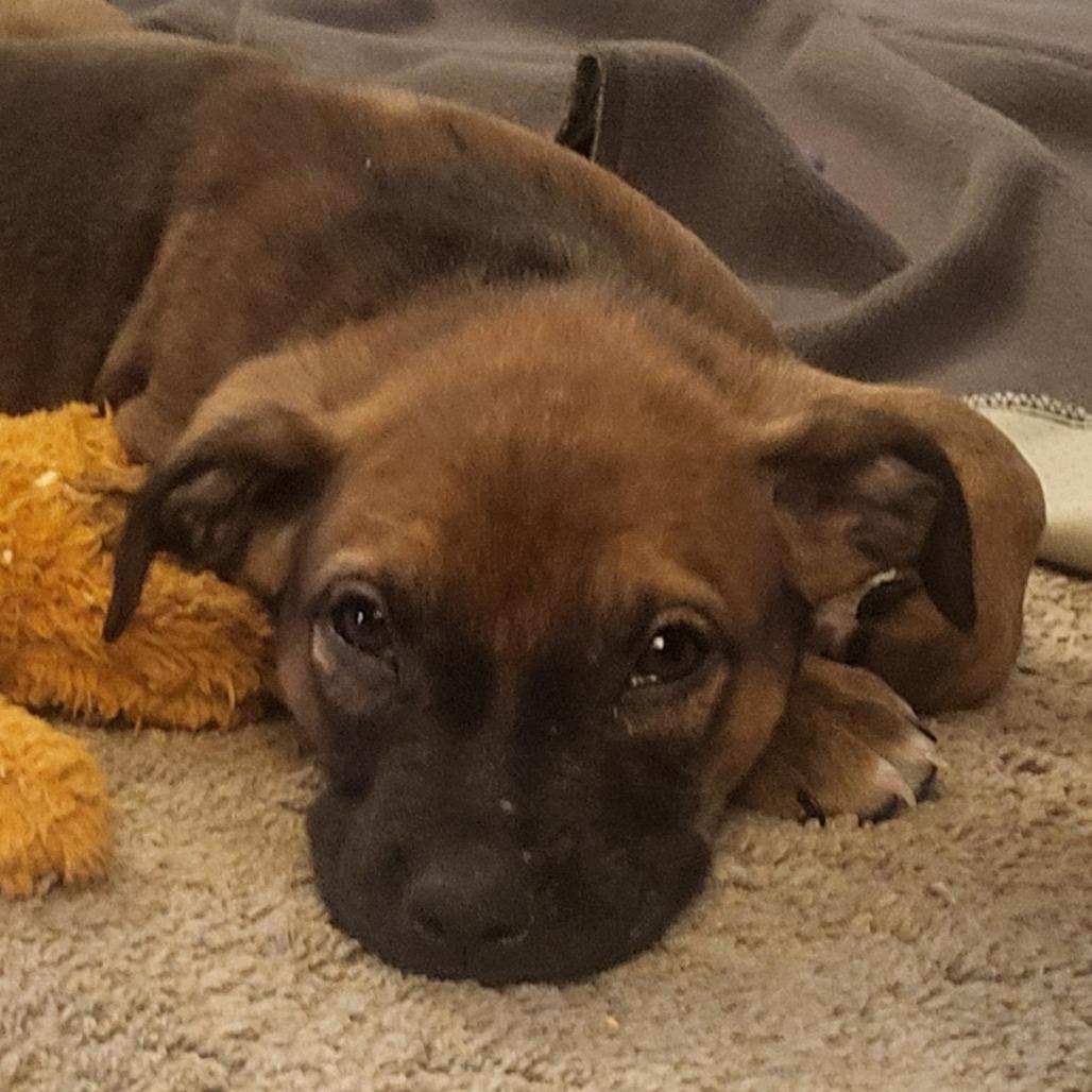 Ozzy, a Adoptable mixed breed in Olathe, KS image 2/6