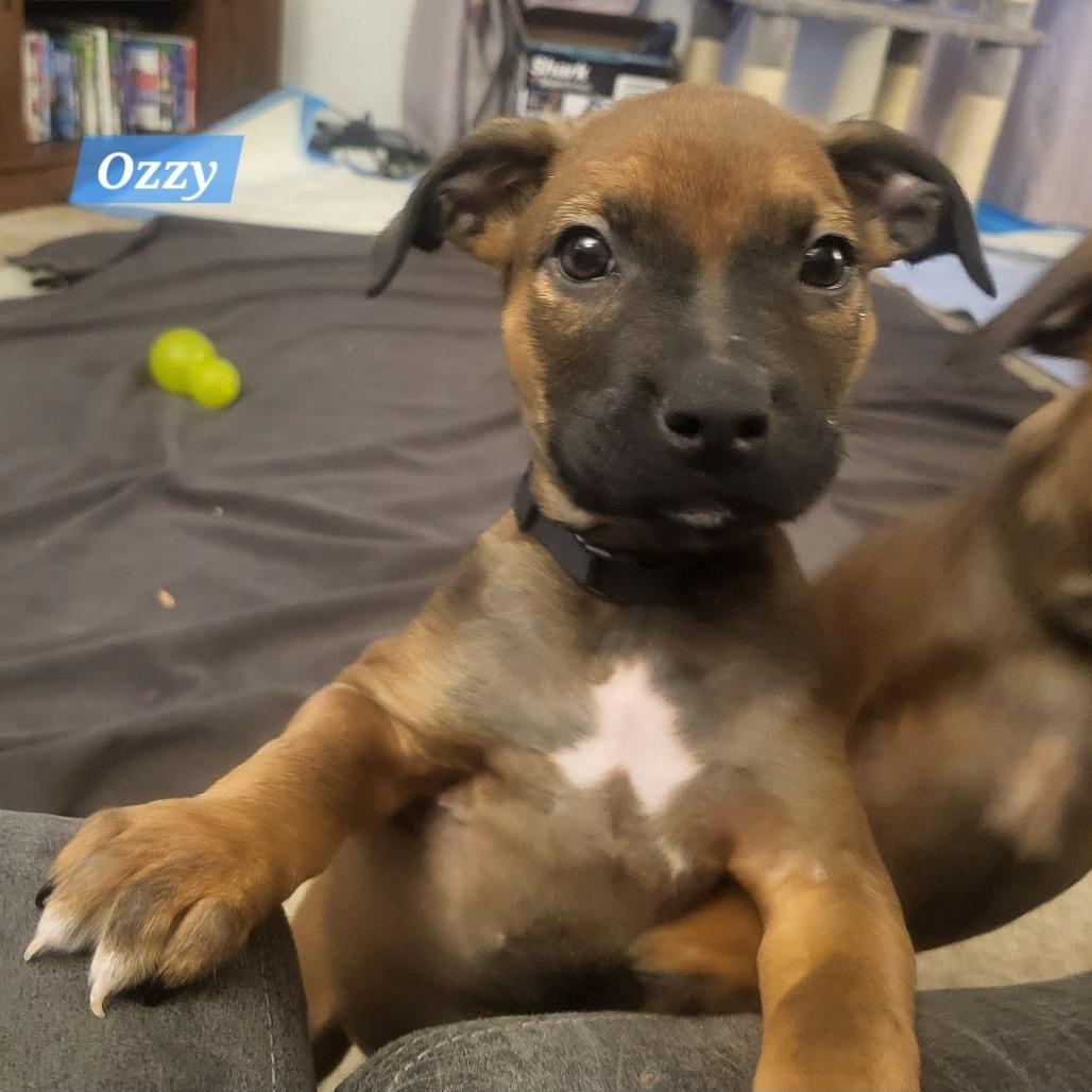 Ozzy, a Adoptable mixed breed in Olathe, KS image 3/6