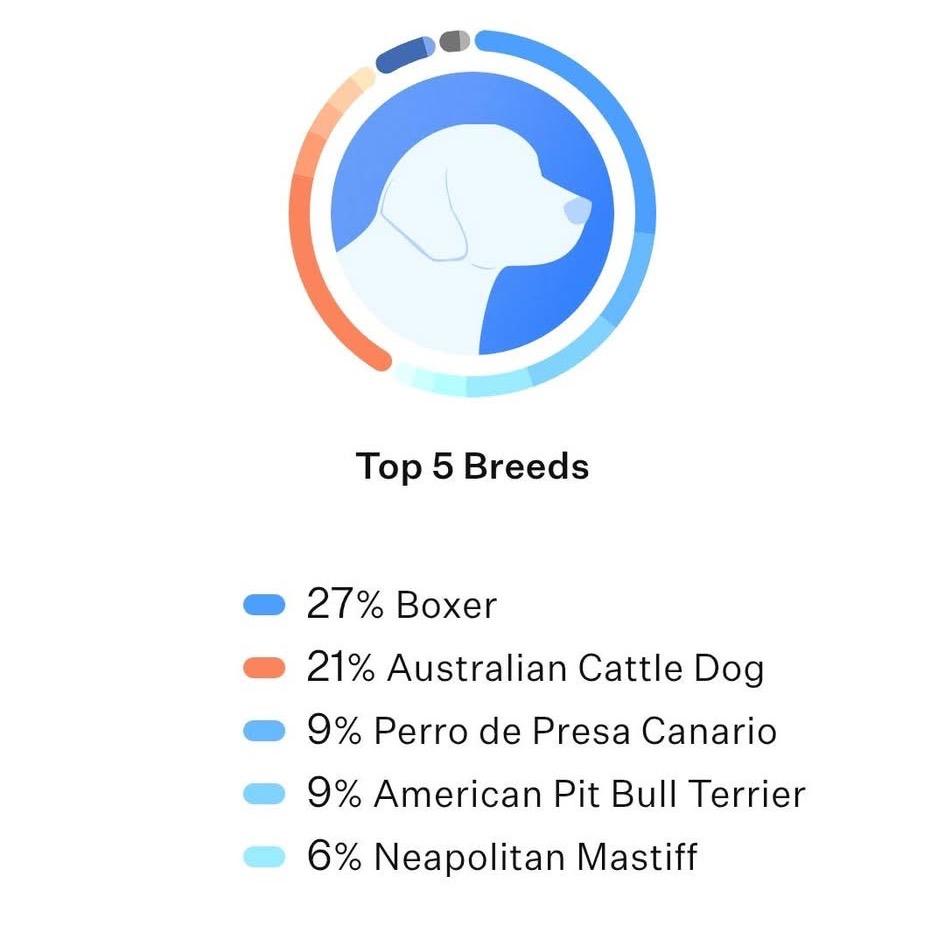 Ozzy, a Adoptable mixed breed in Olathe, KS image 4/6