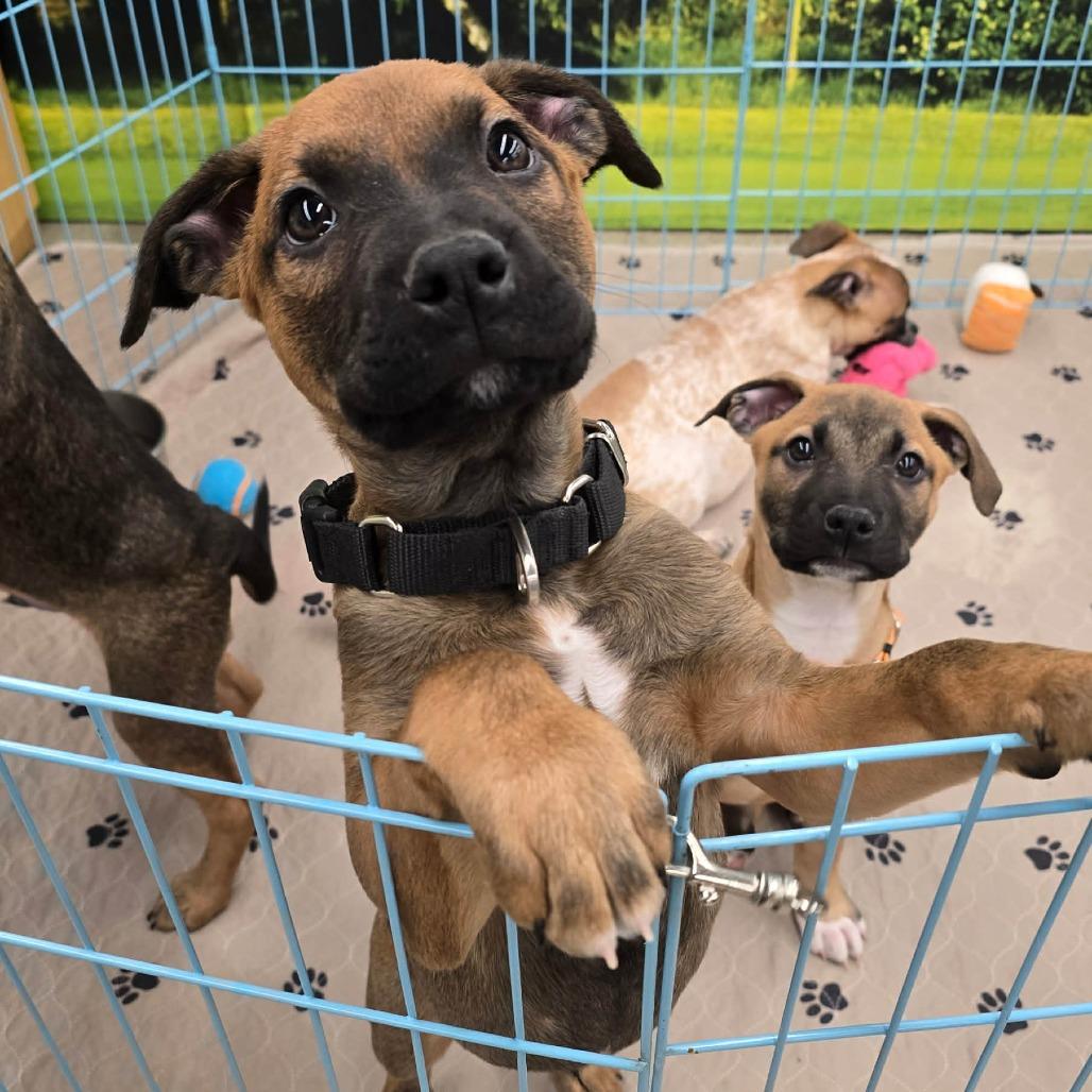 Ozzy, a Adoptable mixed breed in Olathe, KS image 5/6