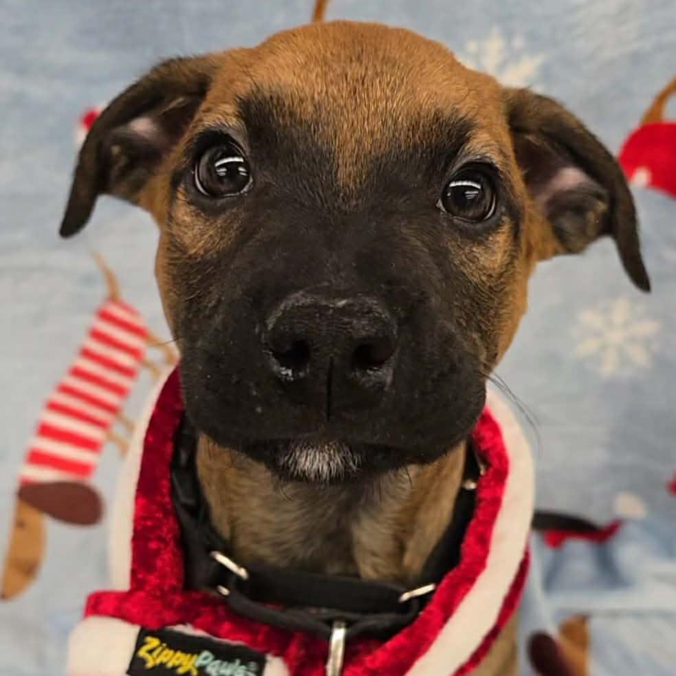 Ozzy, a Adoptable mixed breed in Olathe, KS image 6/6