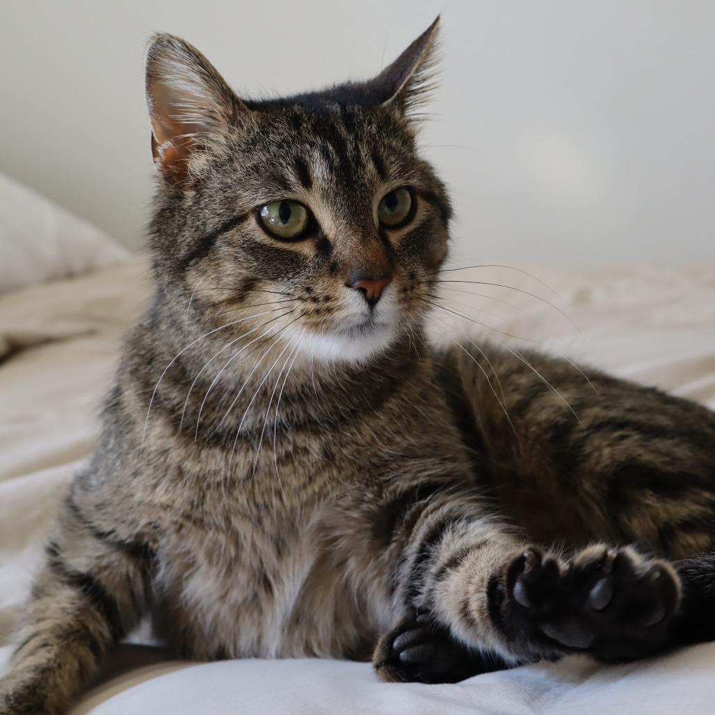 Enlarge Tilapia, an adopted Domestic Short Hair in Evanston, IL image 1/1