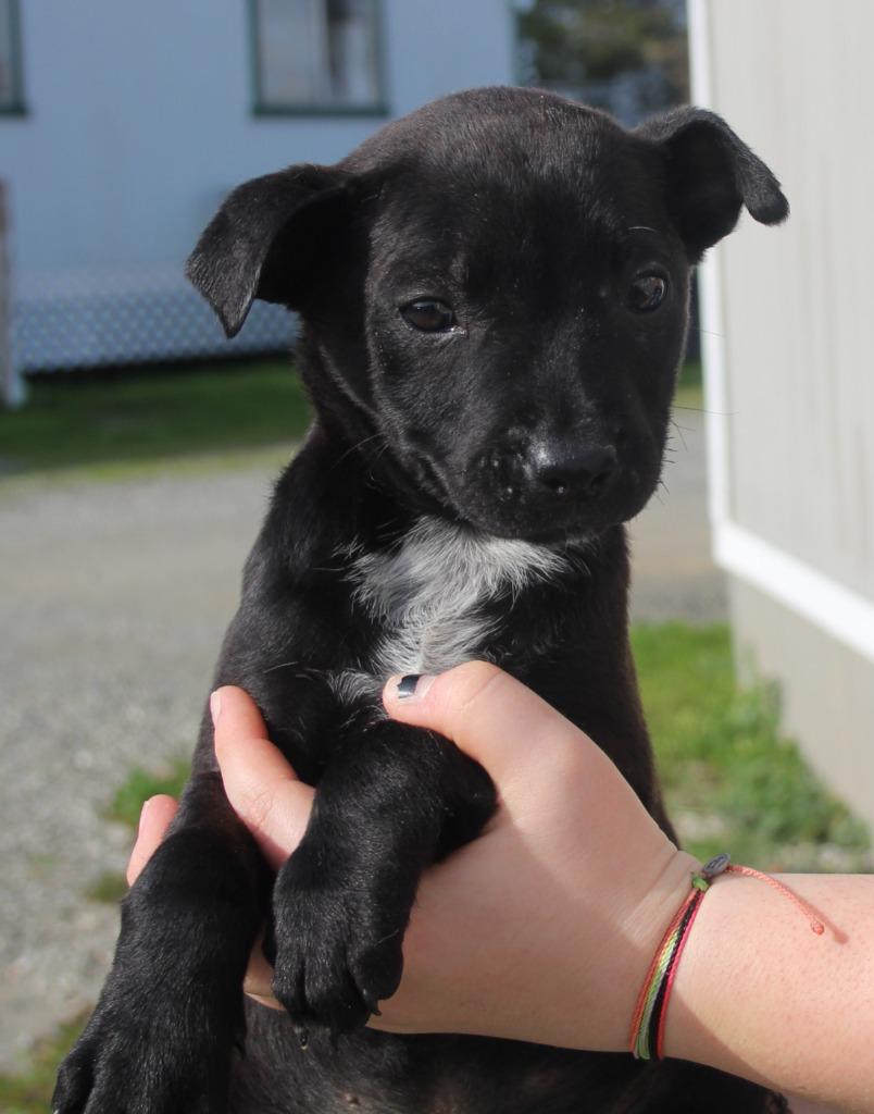 Enlarge Sitkin, a Adoptable mixed breed in Vacaville, CA image 1/1
