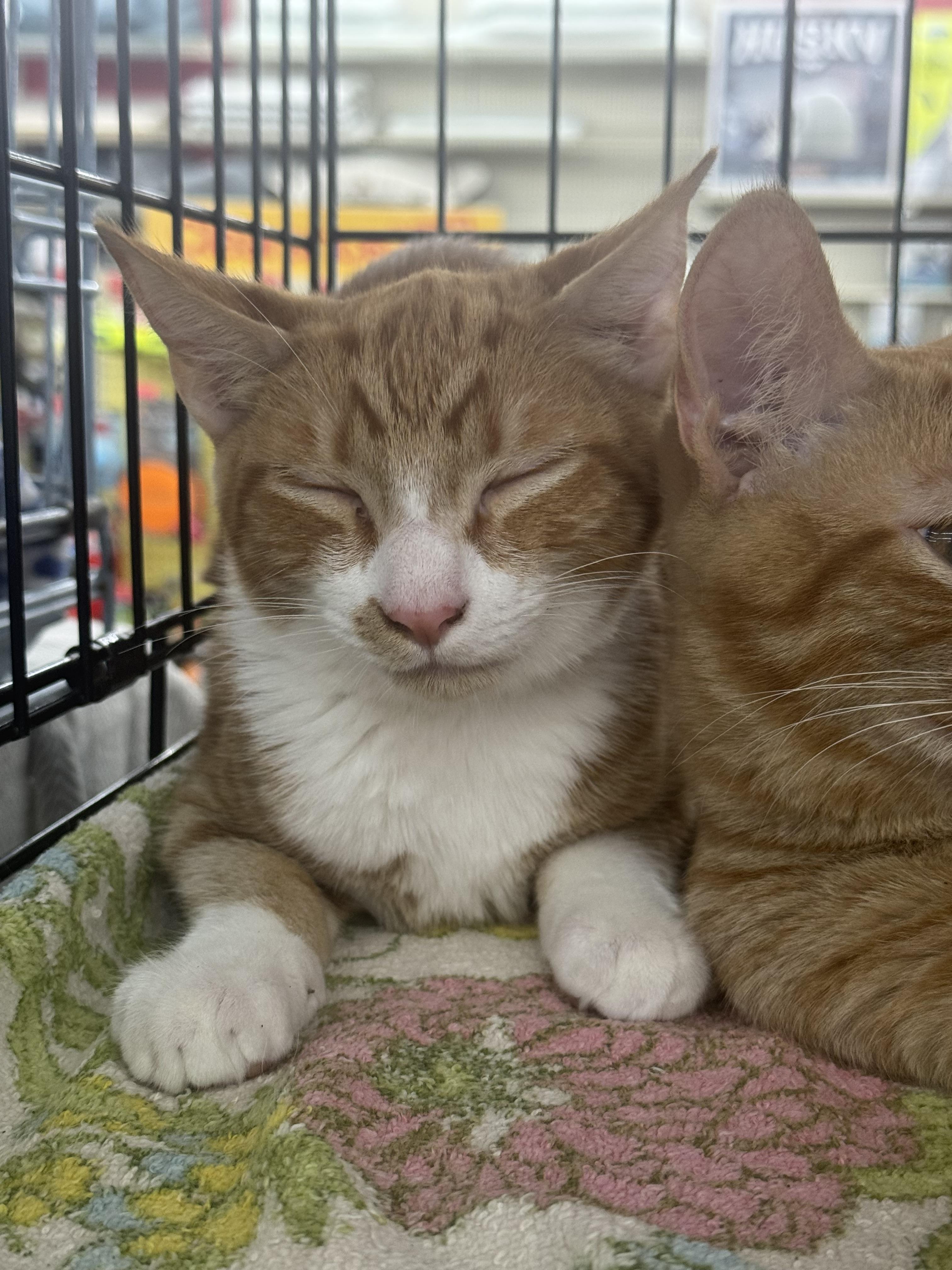 Morris, Adopted, Young Male Domestic Short Hair.