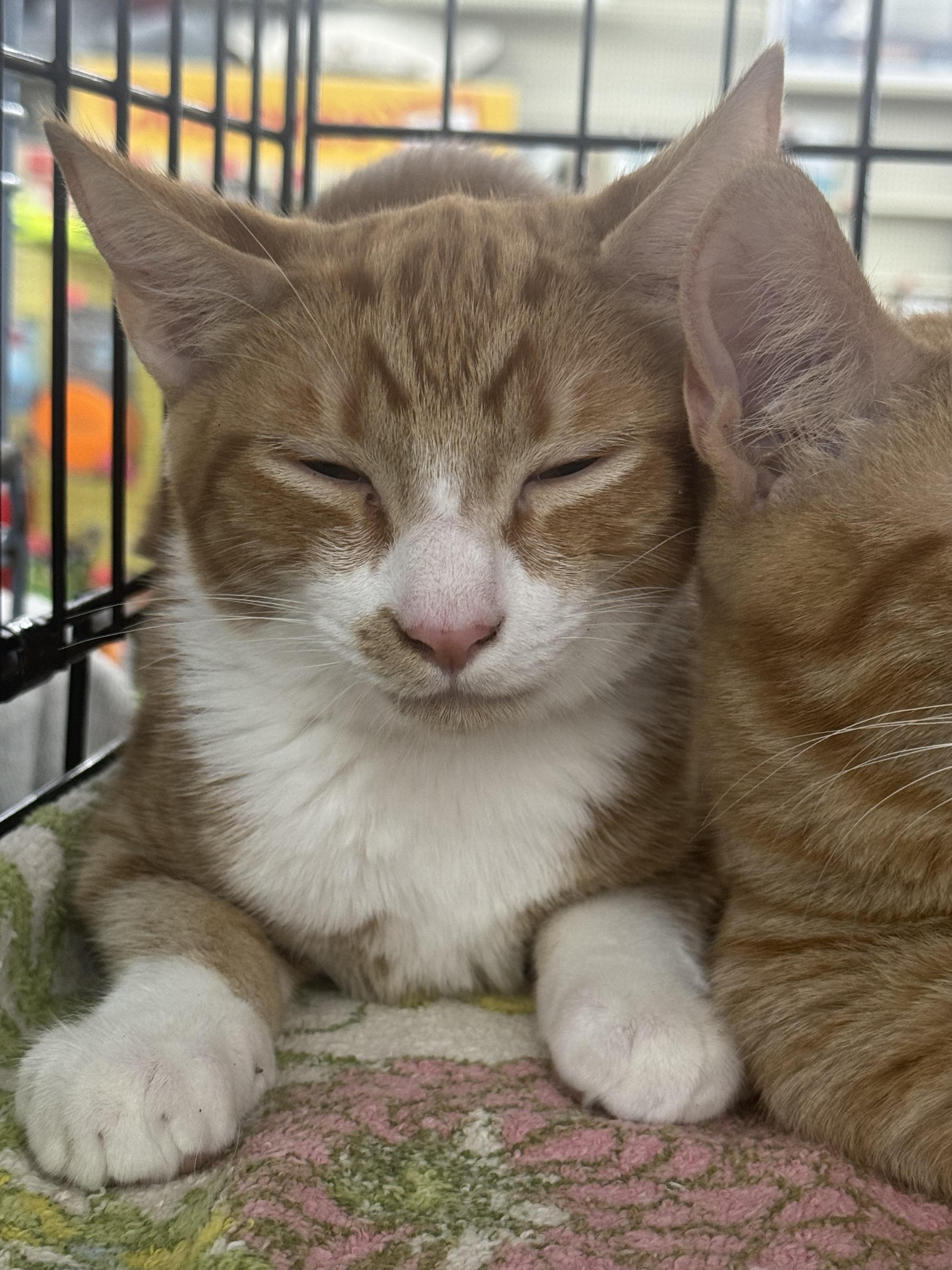 Morris, a Adopted mixed breed in CRYSTAL RIVER, FL image 2/4