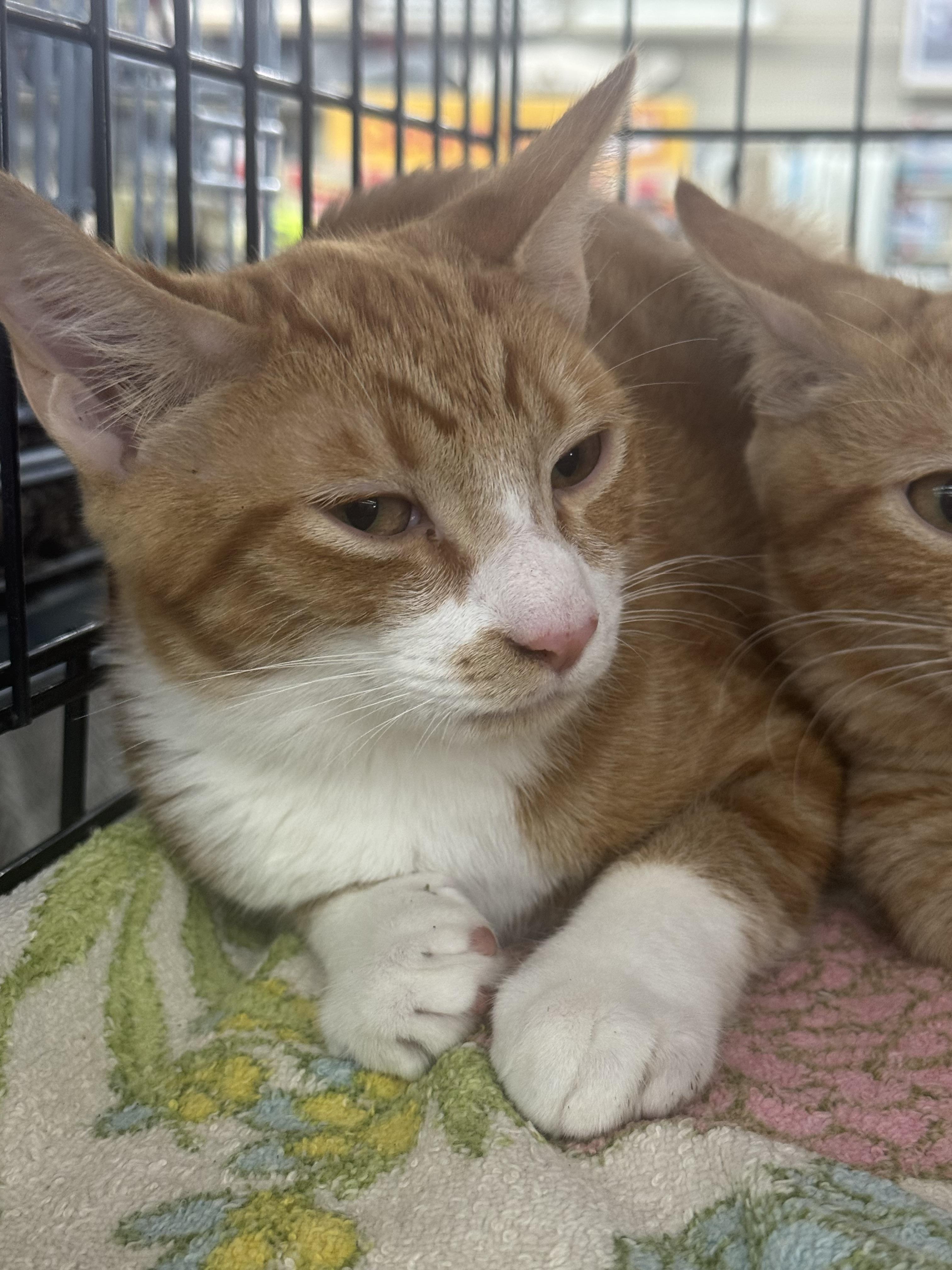 Morris, a Adopted mixed breed in CRYSTAL RIVER, FL image 3/4