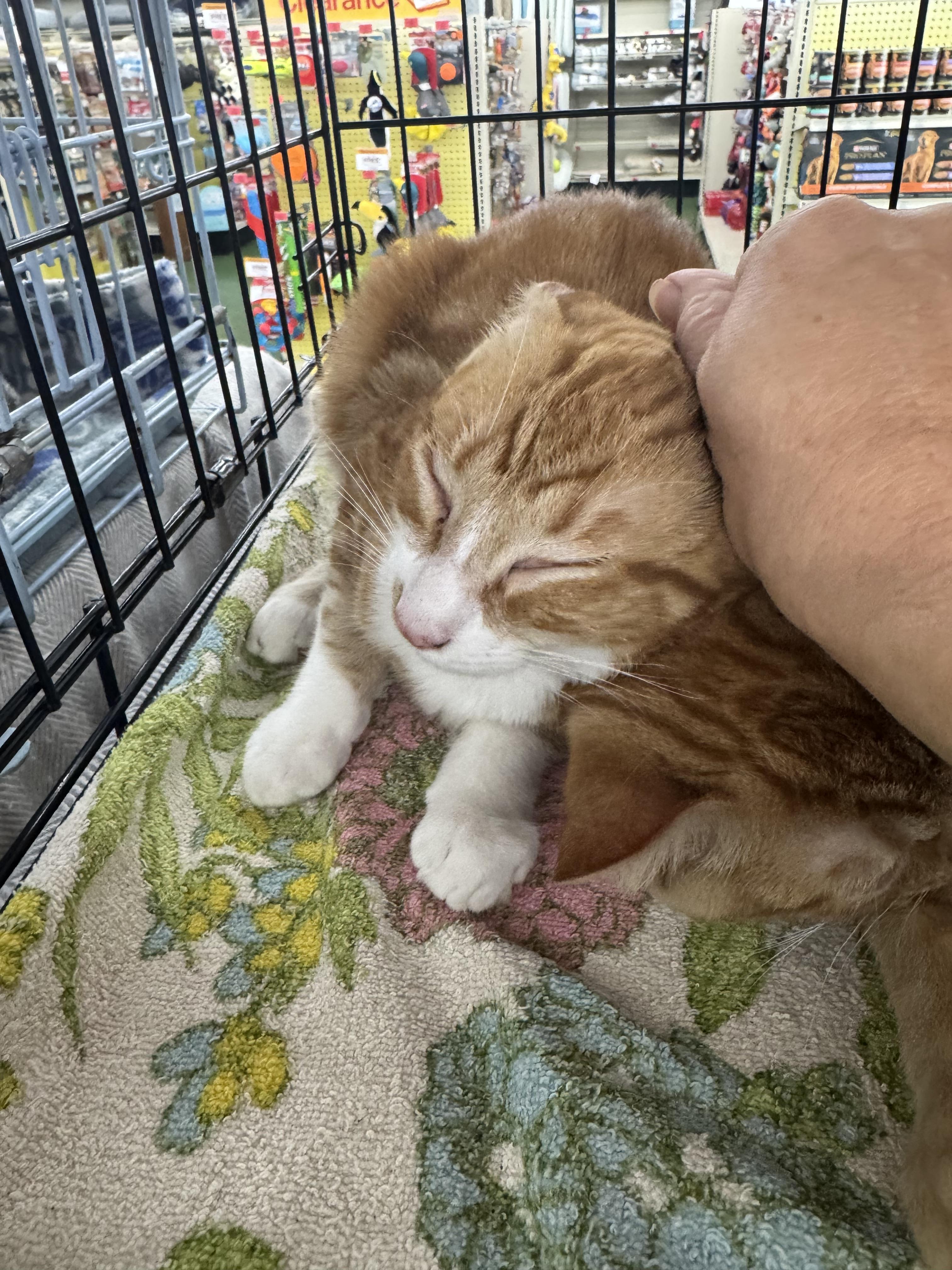 Morris, a Adopted mixed breed in CRYSTAL RIVER, FL image 4/4