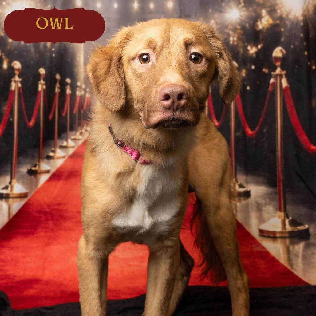Enlarge Owl, a Adoptable mixed breed in Chester Springs, PA image 6/6
