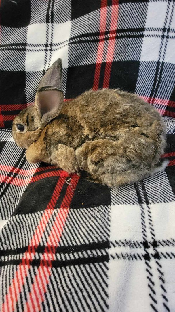 Emica (Beautiful), a Adoptable mixed breed in Oxford, GA image 1/5